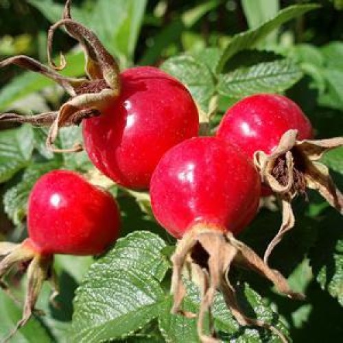 Wild rose hip extract